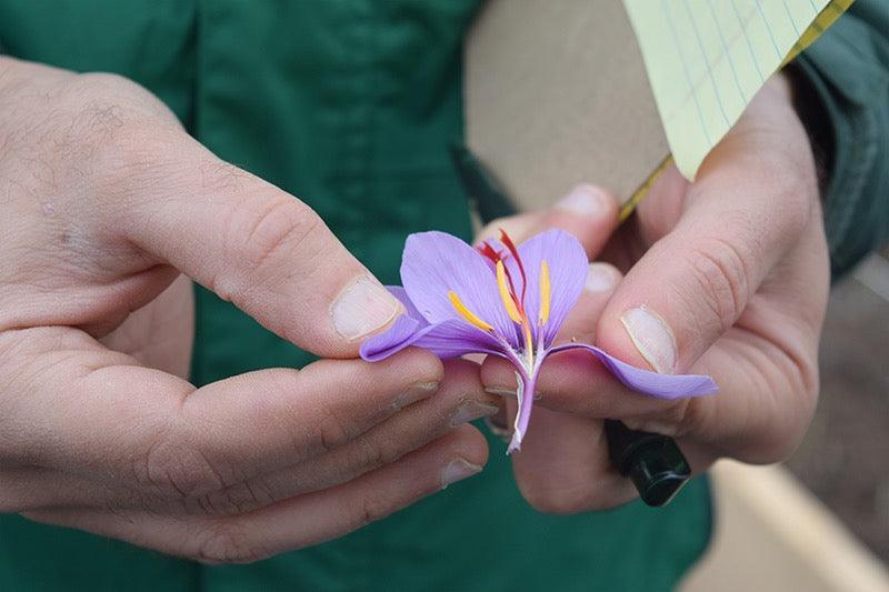 1 Gram Heray Saffron Premium Afghan Super Negin Saffron: The Gold of Herat - Image 8