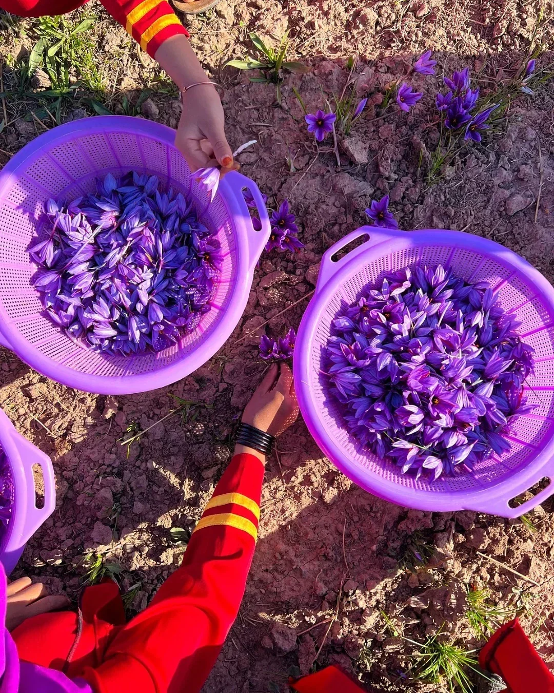 1 KG (2.2 LBs) Heray Saffron, Afghani Superior Negin Quality - Image 7