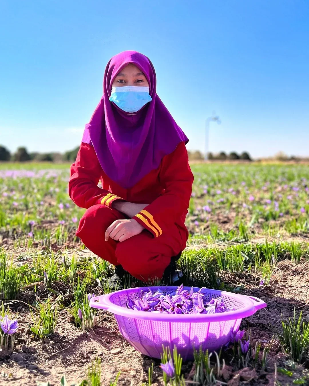 1 KG (2.2 LBs) Heray Saffron, Afghani Superior Negin Quality - Image 8