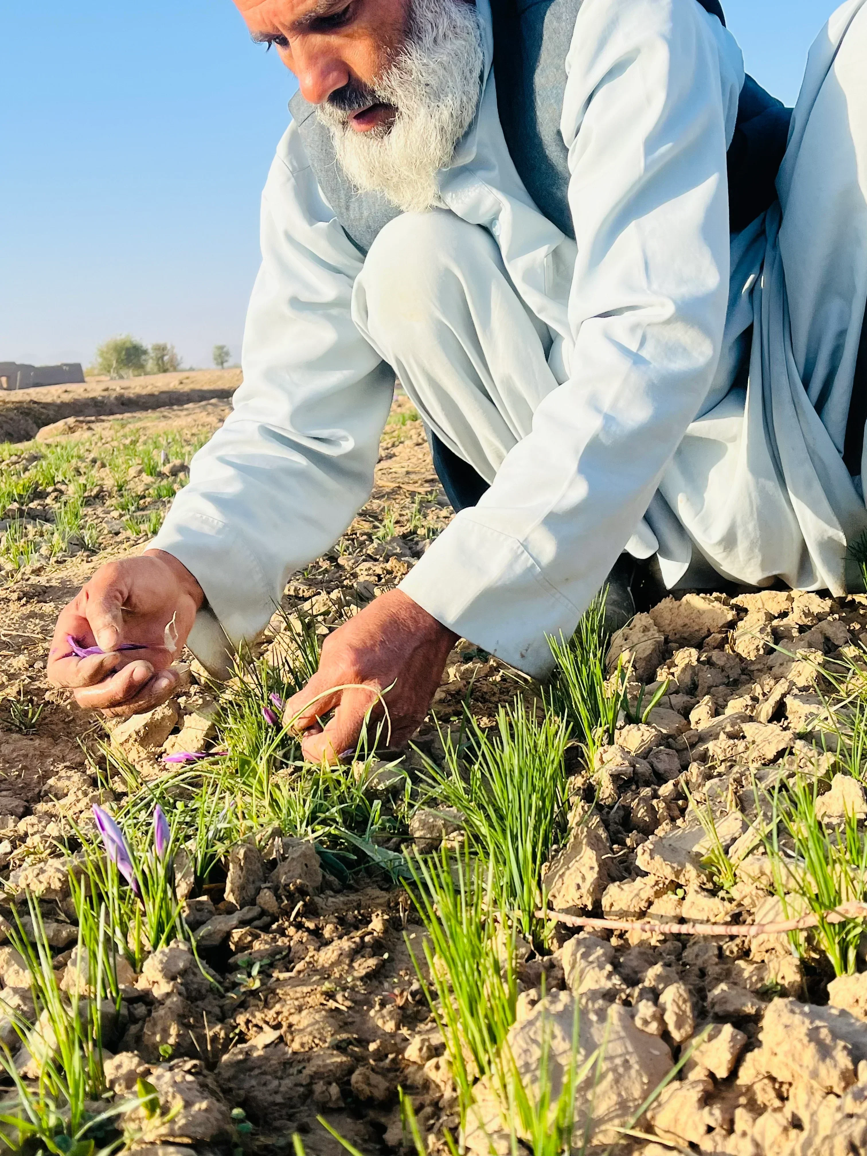 4 Grams (0.14 Oz) Heray Saffron, Afghani Negin Pushal Grade A - Image 9