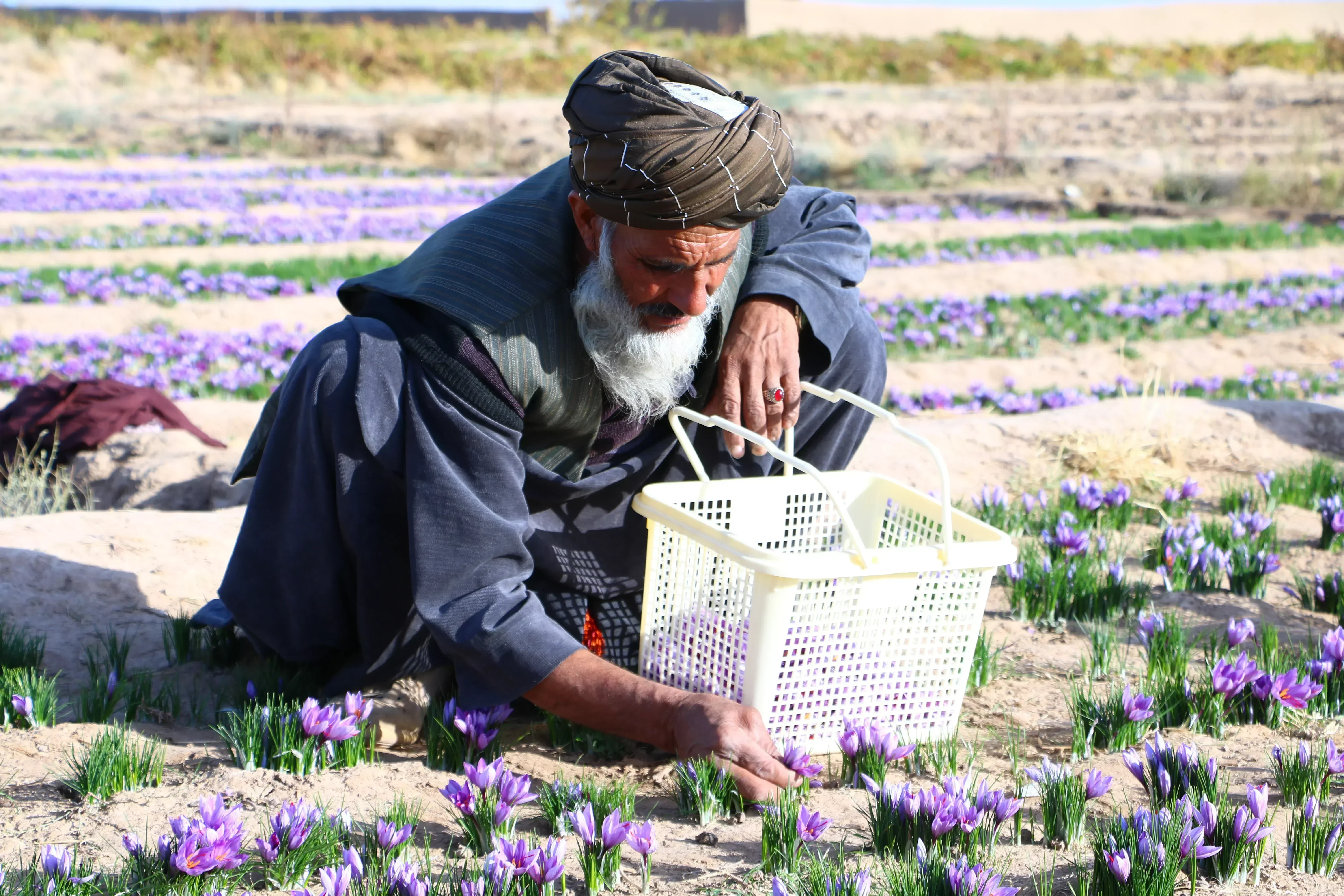 2 Grams (0.07 Oz) Heray Saffron Powder, Afghani Superior Negin Quality - Image 7