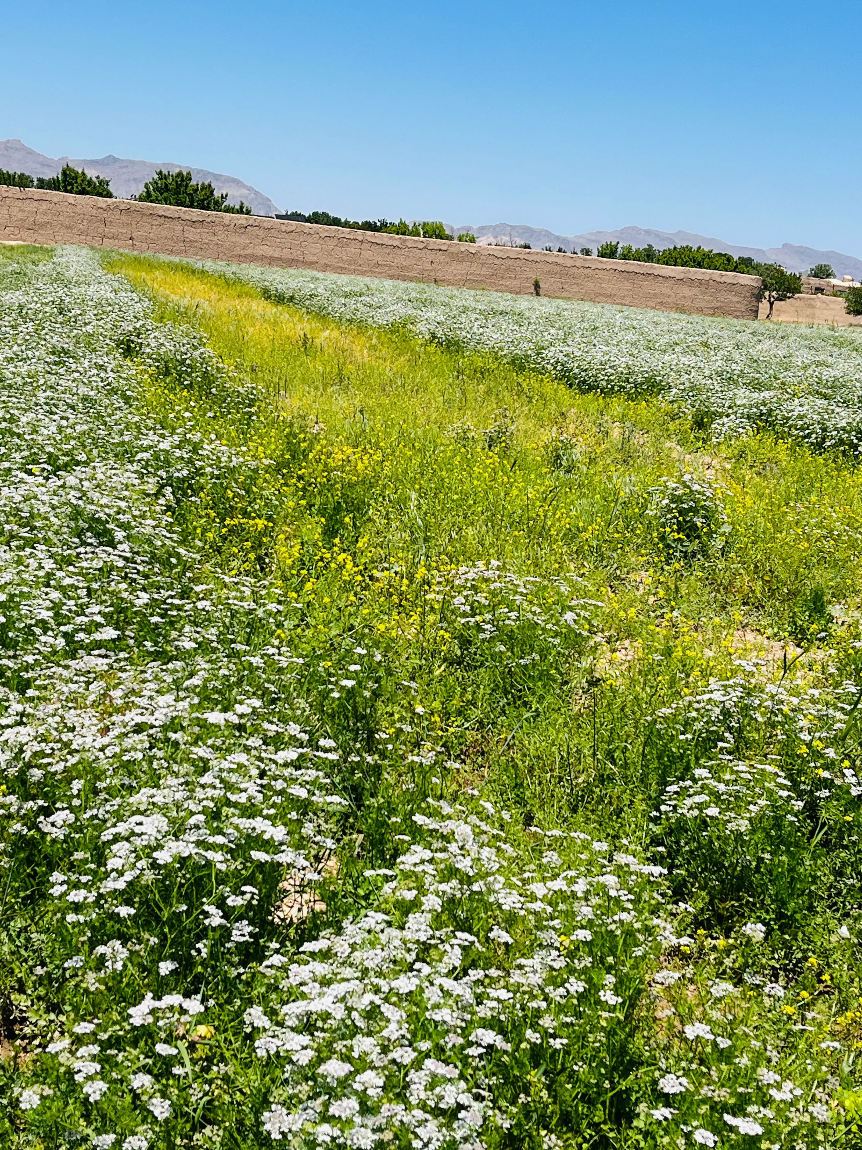 Taste of Afghanistan - Image 5